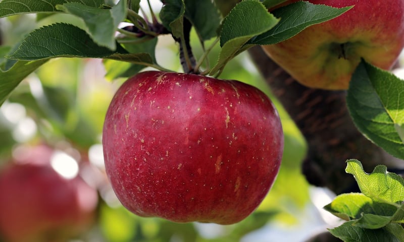Pork and Apple